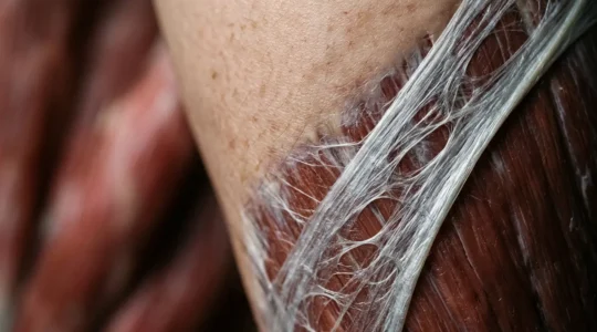 Close-up view of human thigh anatomy showing fascial layers and muscle tissue with natural lighting and minimal negative space