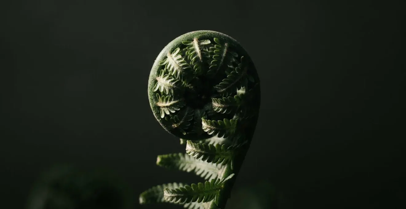 Abstract representation of controlled tension and gradual release through natural forms